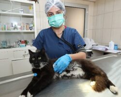 Gaziemir'de 21 bin 940 hayvana veteriner sağlık hizmeti