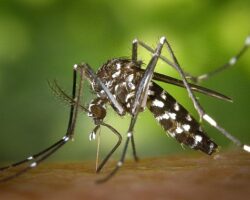 Yuvam Dünya İklim Kliniği Bilim Kurulu Üyesi Tanrıöver: İstilacı sivrisineklerin oluşturduğu tehdit kapımızda