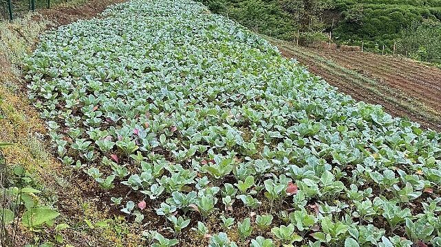 Karadeniz Ekonomisinin Görünmeyen Kahramanları