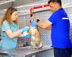 Muğla Büyükşehir Belediyesi’nin sahipsiz hayvanlara iç, dış parazit ve kuduz aşıları yapılması için hizmete aldığı Acil müdahale aracı ilçelerde hizmete başladı