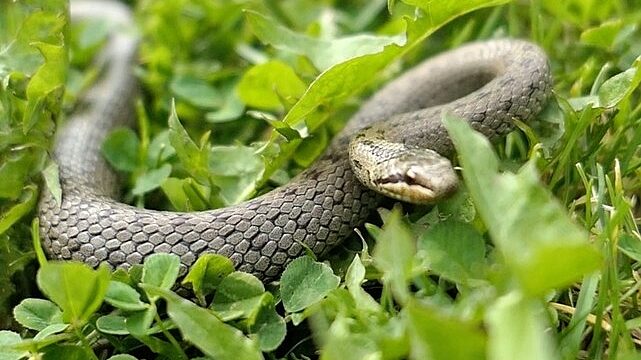 ‘Şehirdeki Yılanlar’ın 10. Sezonu 1 Temmuz’da National Geographic WILD Ekranlarında Başlıyor!