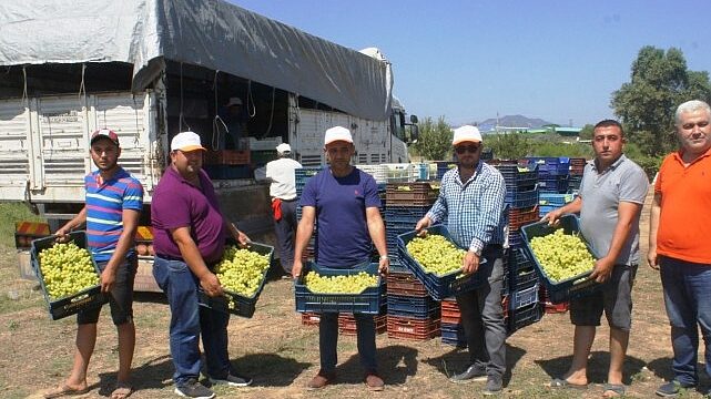 Superior Seedless çeşidi sofralık üzümün ihracat yolculuğu 11 Temmuz’da başladı