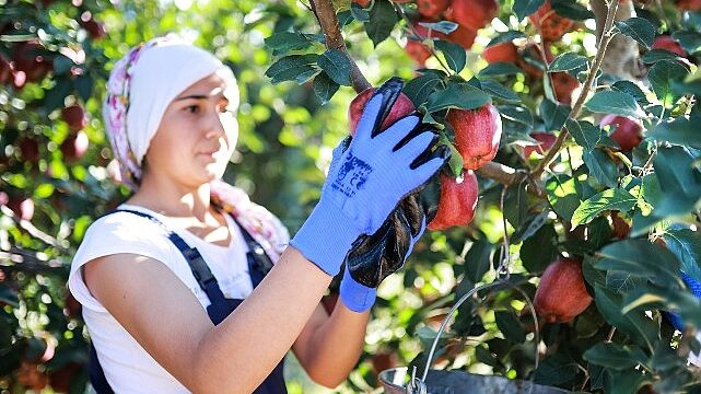 Elma ve elma suyu ihracatı 321 milyon dolara ulaştı