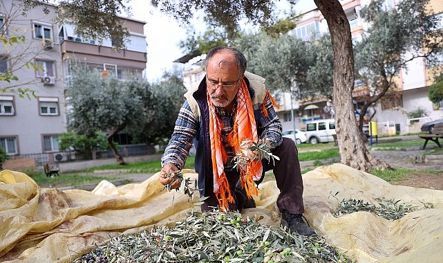 Buca’da zeytin hasadı zamanı